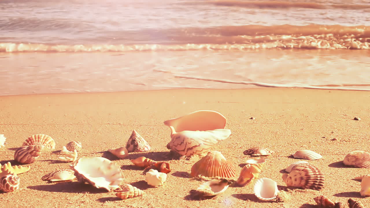 Shells on the beach. Shooting on the beach