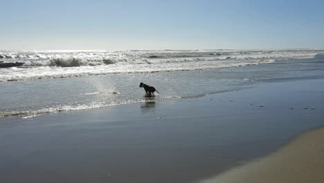 Zeitlupe-Eines-Hundes,-Der-Im-Frühling-Am-Strand-Der-Römischen-Küste-Spielt-Und-Einen-Stock-Im-Wasser-Zurückholt