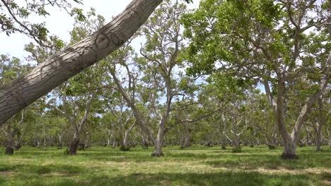 Establishing Shot Of A Walnut Orchard At An Agriculture Farm In Central California