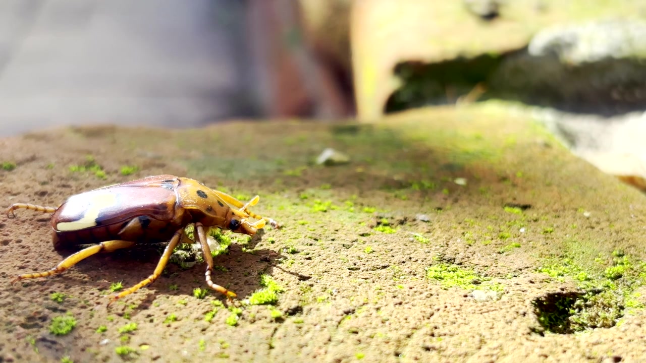 Zigzag fruit chafer sitting on mossy brick harassed by ant, close-up side view