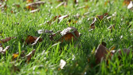 autumn leaves on grass