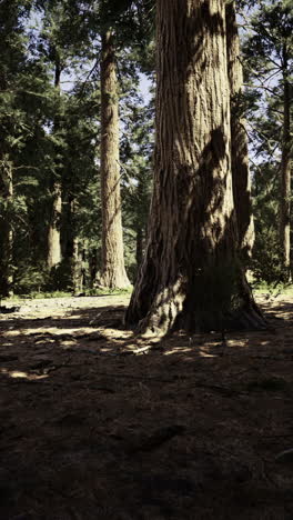 majestic trees and dappled sunlight create a serene forest atmosphere