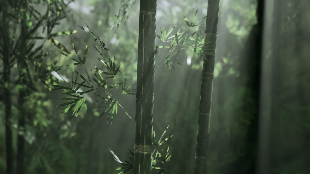 Lush bamboo forest illuminated by gentle sunlight in serene atmosphere