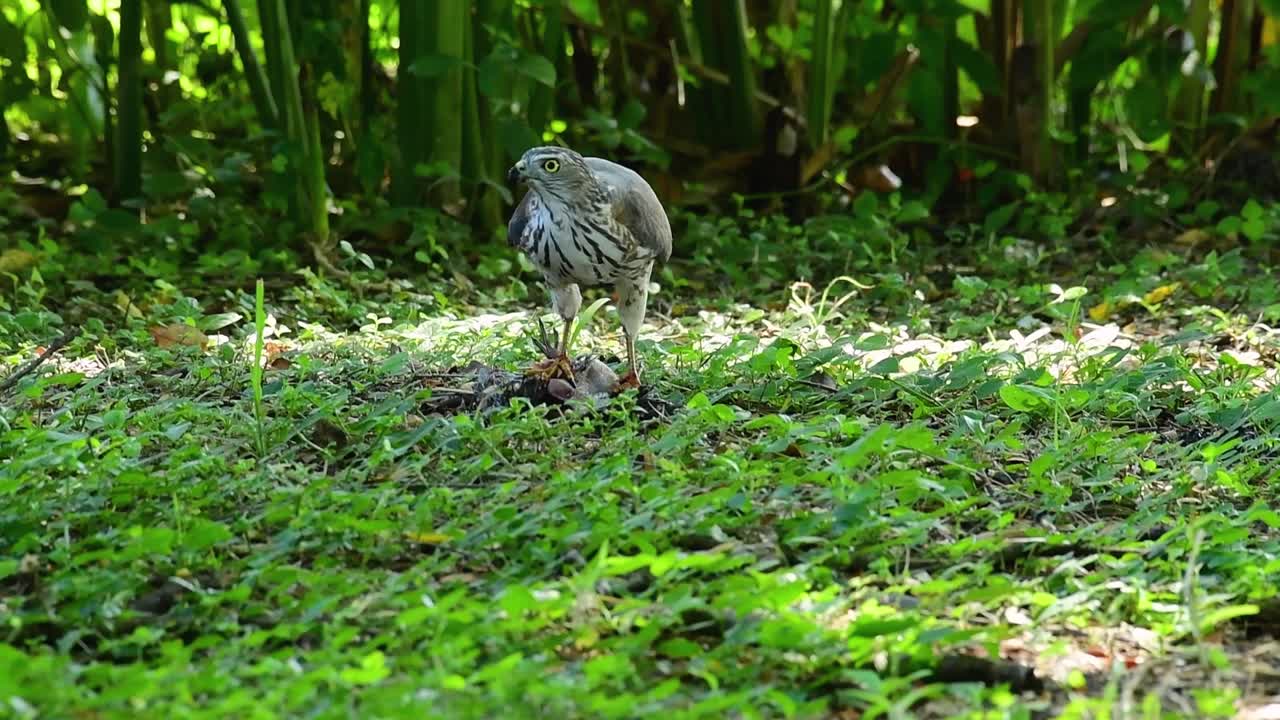 shikra alimentándose de otro pájaro en el suelo, esta ave de rapiña atrapó un pájaro para desayunar y estaba ocupado comiendo, luego se asustó y se fue