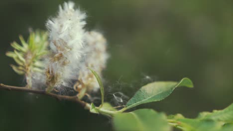 Fluffy-catkins-seeds-blow-off-willow-branch-in-Spring