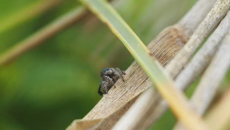 peacock spider