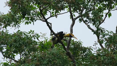 seen in between branches moving its head forward and then preens its back, great hornbill buceros bicornis, thailand