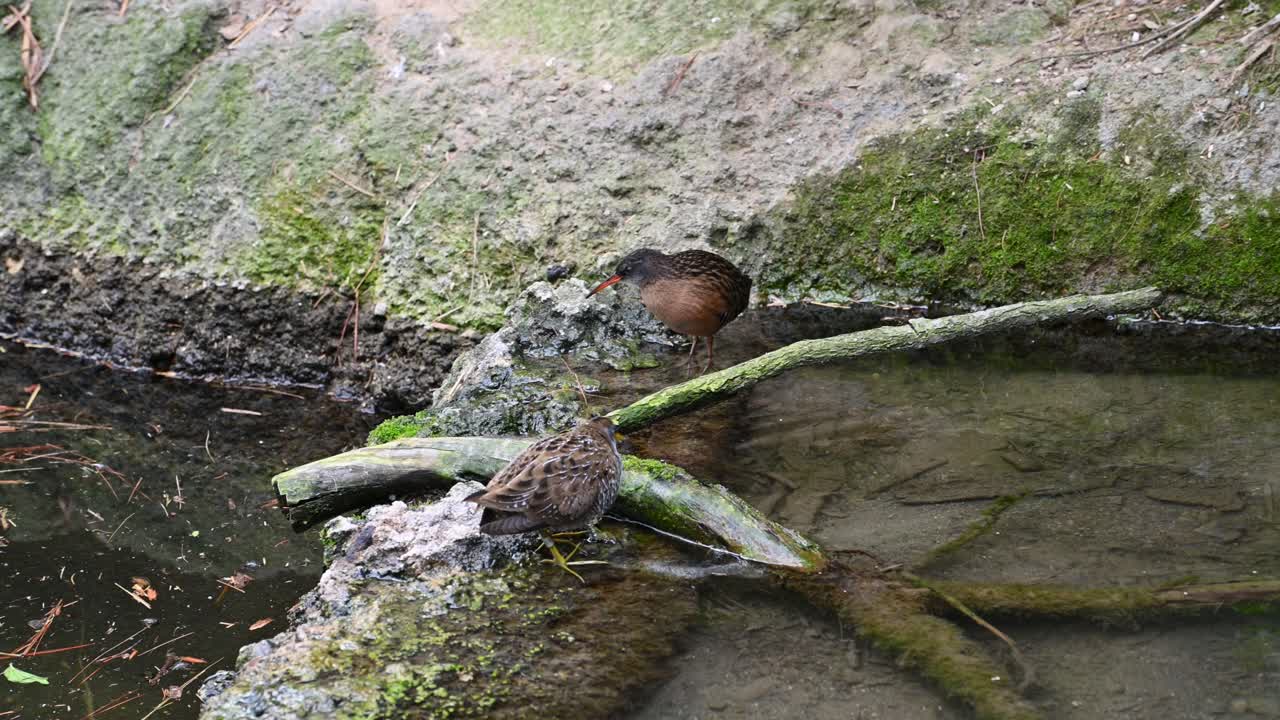 Uccelli Towhee nordamericani che guada nell'acqua della zona umida
