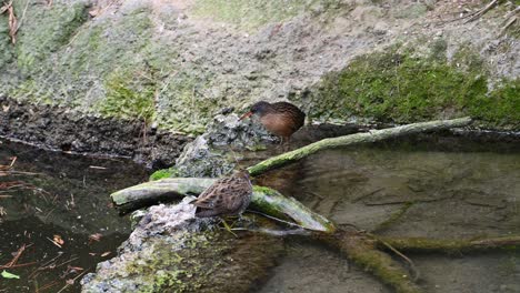 North-American-Towhee-birds-wading-in-wetland-water