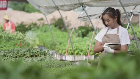 young beautiful woman holds tablet and checking with green oak organic