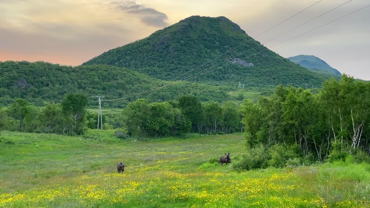 Two moose grazing during midnight sun season in Northern Norway with a powerline and a mountain in the background