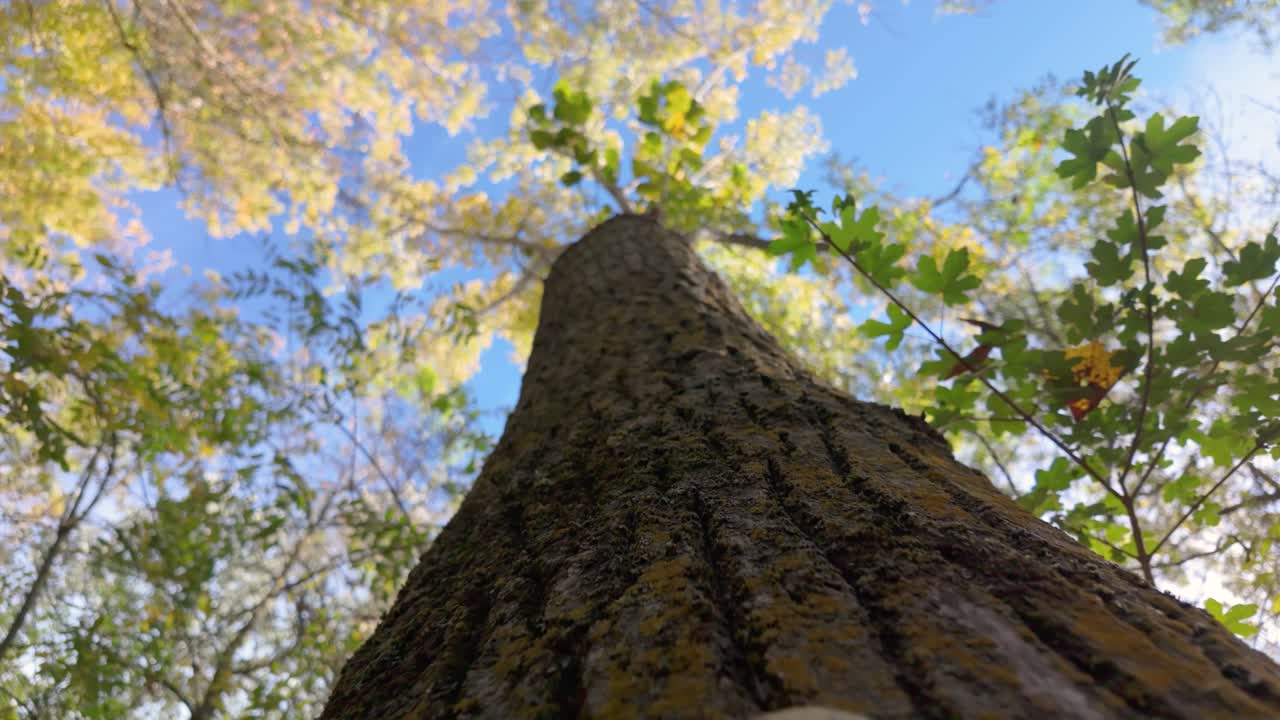 the trunk of a tall tree from a low-angle perspective, looking up towards the canopy and the sky. The leaves are a mix of green and yellow