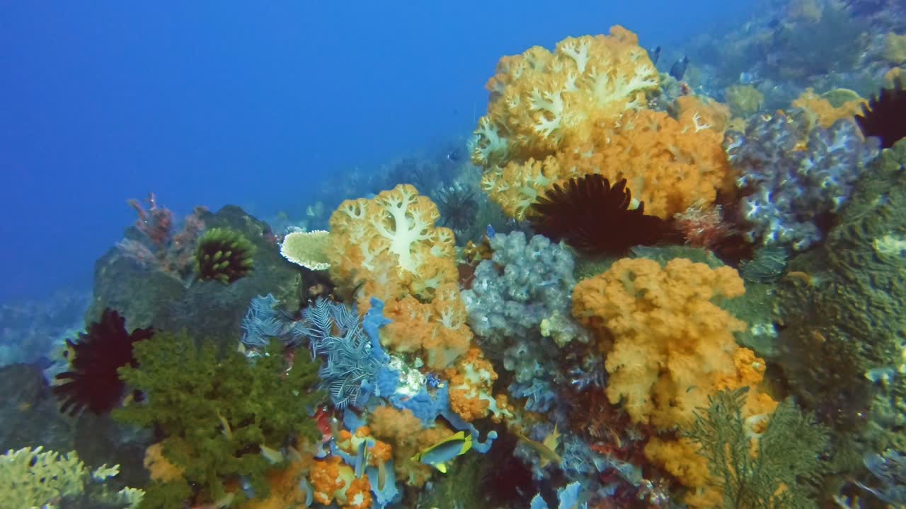 Drijven over een kleurrijk koraalrif met zacht koraal dat eruitziet als oranje bloemkool