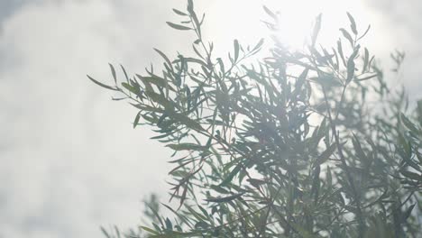 Olive-Leaves-Dancing-in-Gentle-Breeze,-sun-shining-through