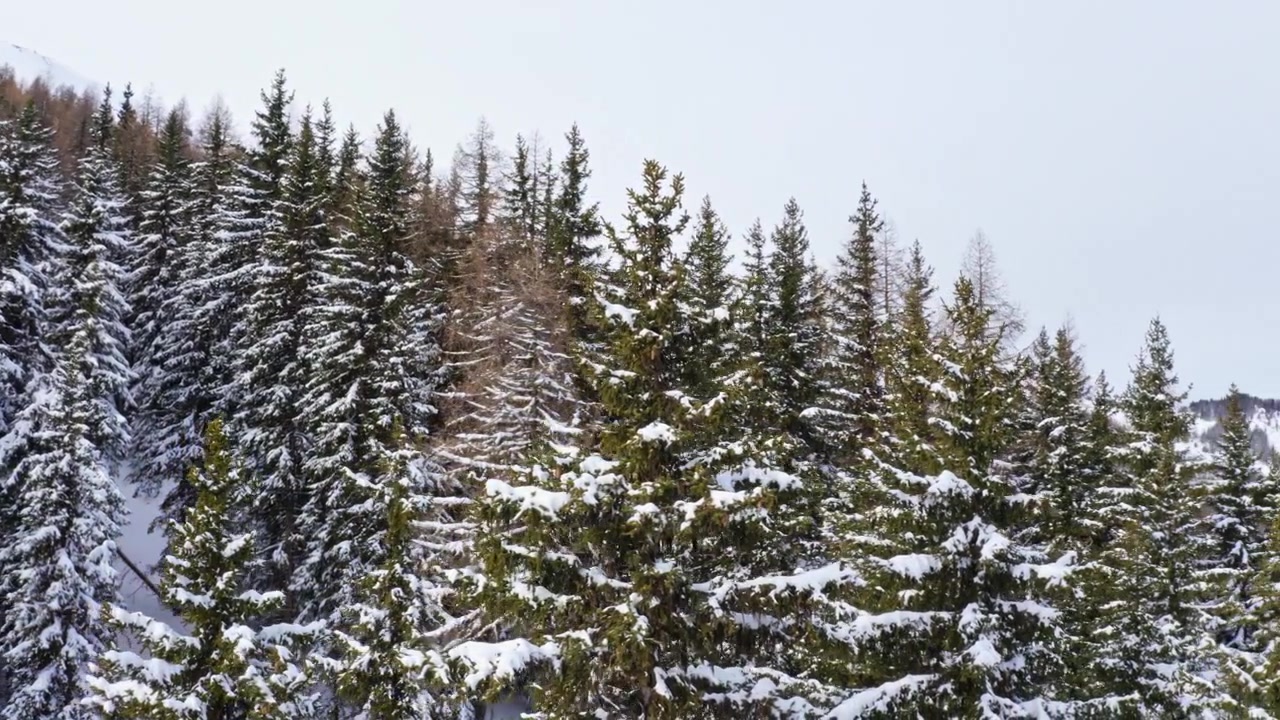 Camera weaves around snow-covered alpine pine trees capturing the peaceful atmosphere of a pristine winter forest in the Swiss Alps.
