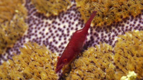 la mente sopla un primer plano de camarón imperial rojo brillante en el coral