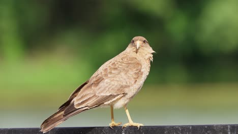 un retrato de cerca de un chimango caracara salvaje, milvago chimango encaramado en una barra de metal en un día ventoso contra un fondo borroso de campo abierto