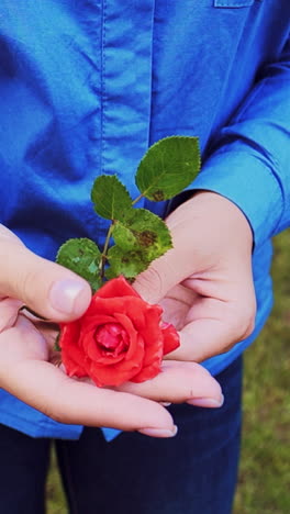 closeup of hand of a woman with a beautiful manicure holds in her hands a red rose. vertical video