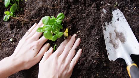 Woman-planting-saplings-in-soil