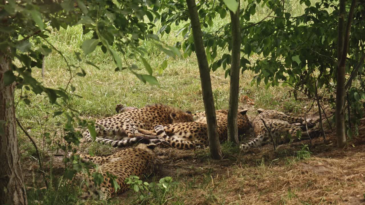 un grupo de guepardos descansando bajo un árbol en el césped