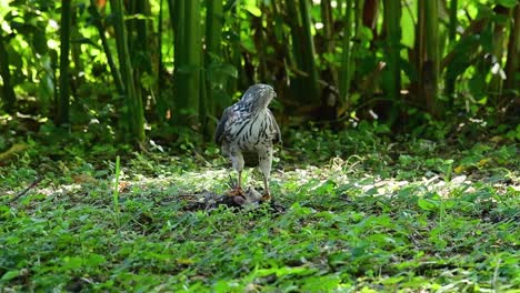 shikra feeding on another bird on the ground , this bird of prey caught a bird for breakfast and it was busy eating then it got spooked and took off