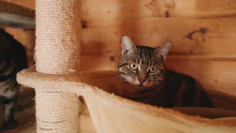 Footage-of-a-striped-cat-sitting-in-a-cat-bed-on-a-cat-tree-looking-at-the-camera