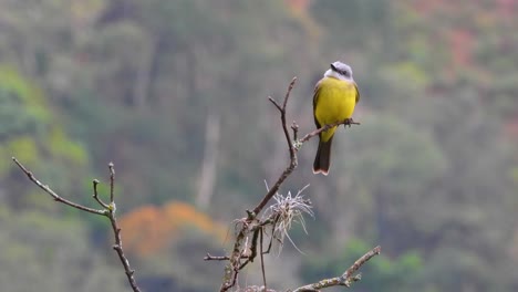 un cazaflies de capa gris sentado en una pequeña rama en colombia