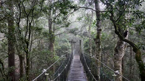 caminando a lo largo de un puente colgante rebotante a través de una pista de bosque tropical de niebla en una mañana lluviosa