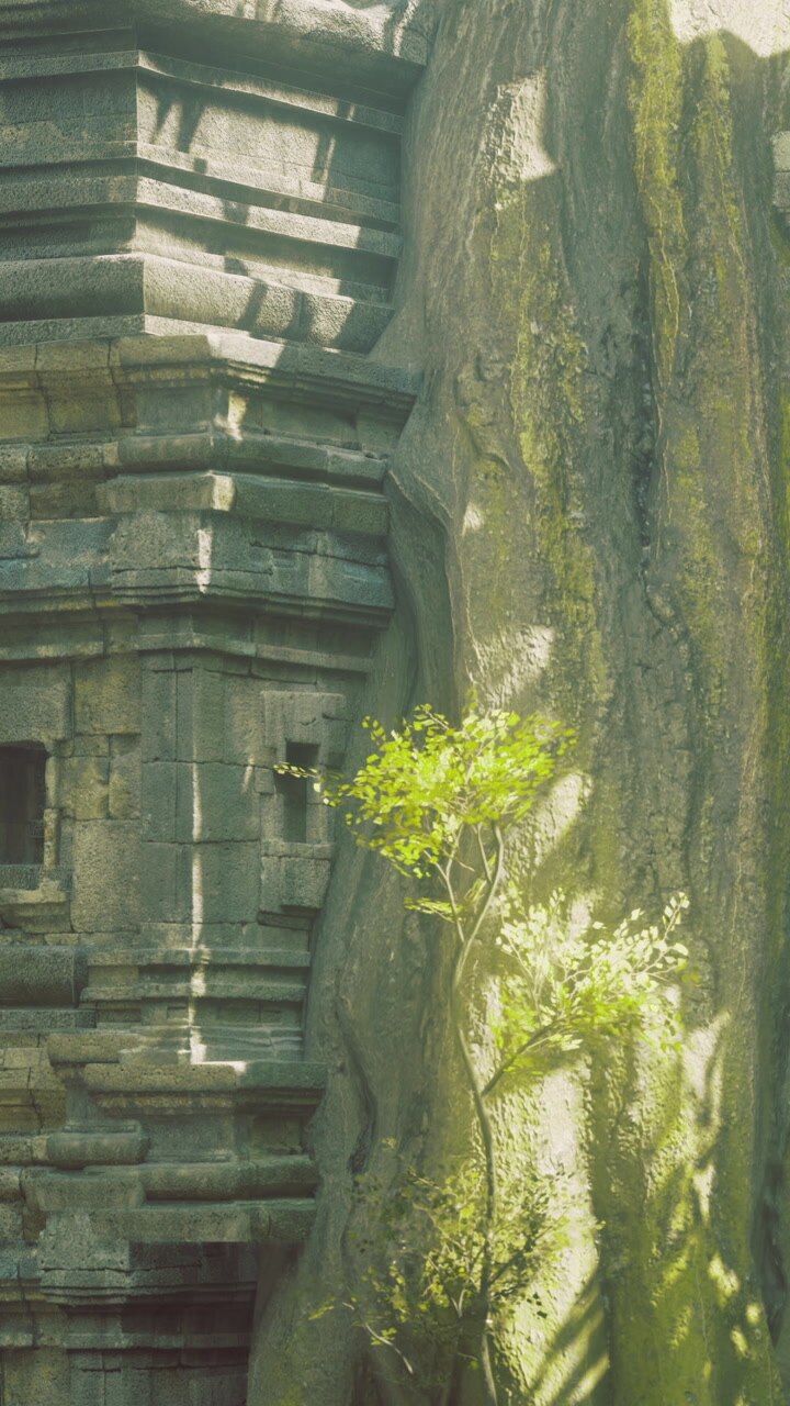 Green sprouts emerges from ancient stone in a sunlit temple setting