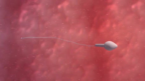 moving egg cell being fertilized by sperm