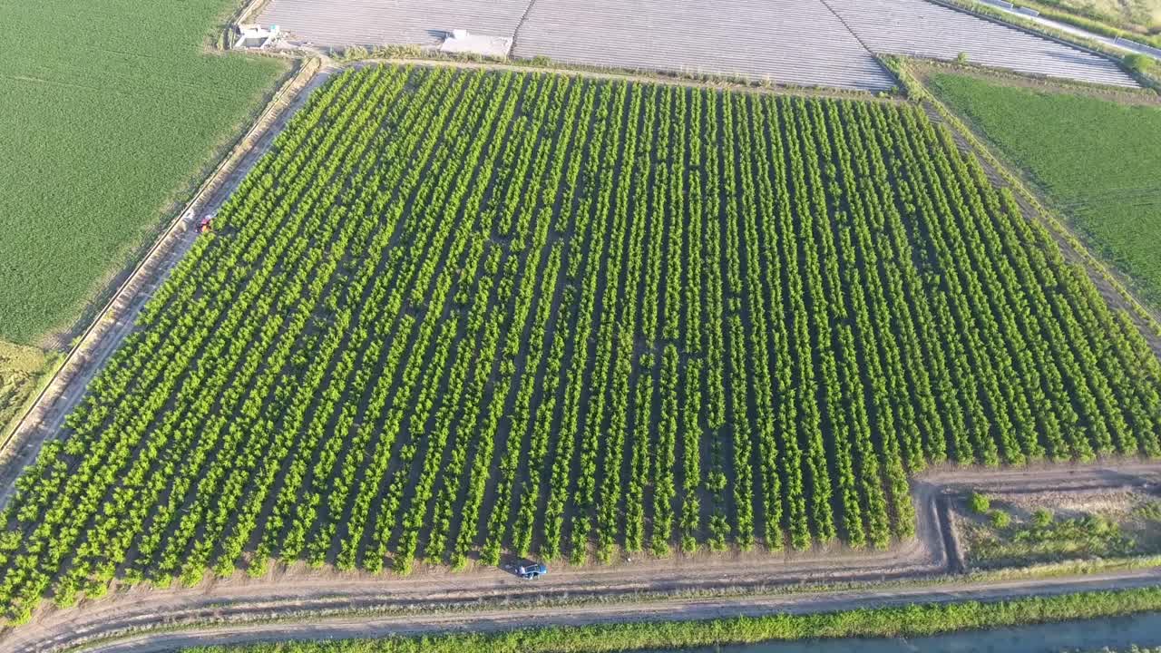 aerial footage of symmetrical orchard