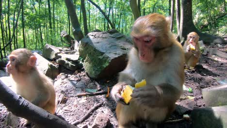 Manada-De-Monos-Salvajes-Comiendo-Plátanos-Arrojados-Por-Turistas-En-Una-Selva-Tropical,-Bosque-De-Monos-De-Galería-De-Diez-Millas,-Parque-Nacional-De-Zhangjiajie,-China