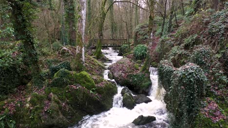 beautiful fly over a river in a forest in normandie, france