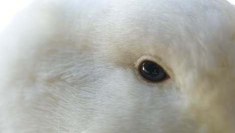 close-up of a white rabbit's eye