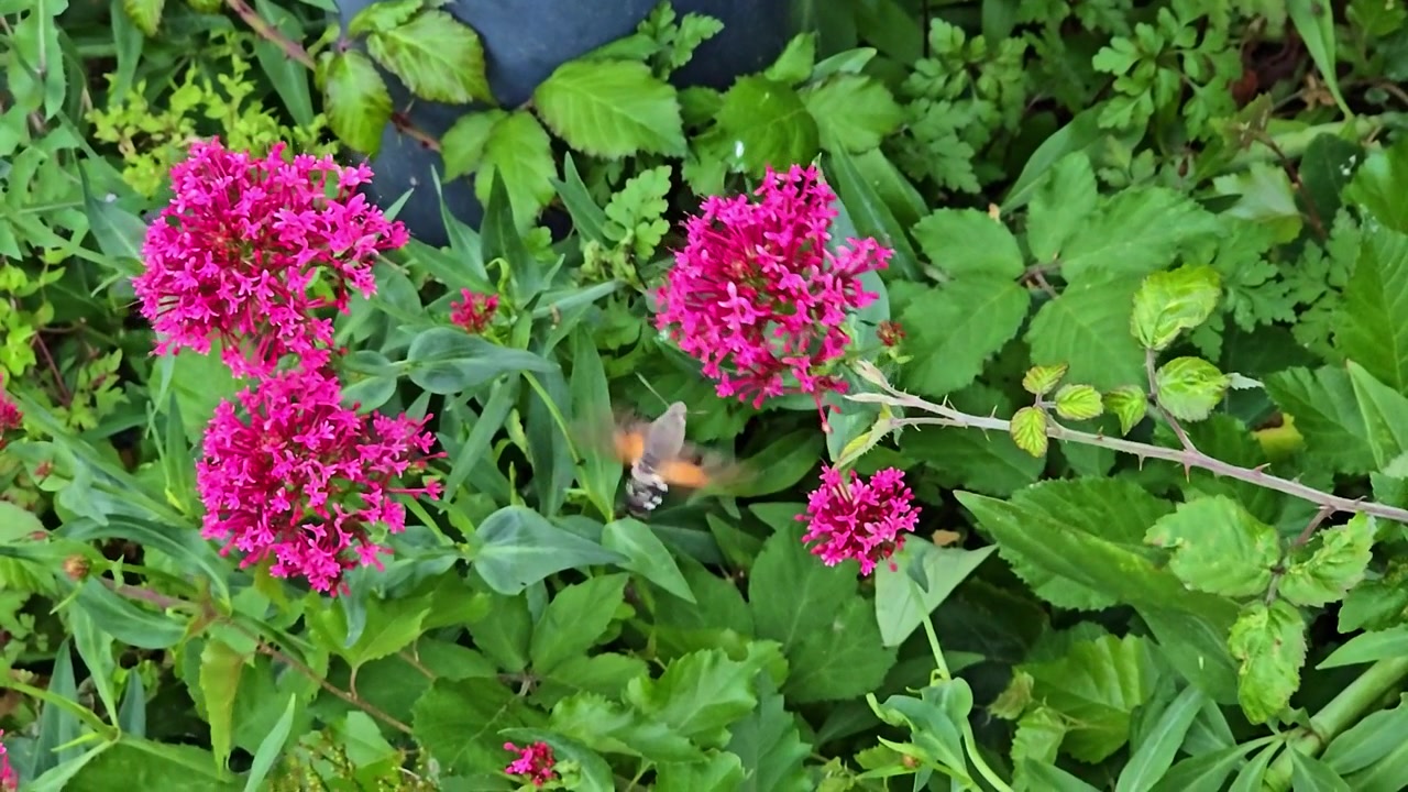 A hummingbird hawk-moth hovers and feeds among clusters of pink flowers.