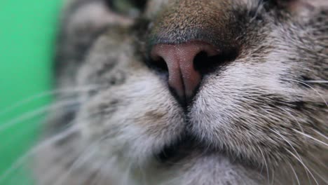 Close-up-of-a-tabby-cats-pink-nose-in-front-of-a-green-background