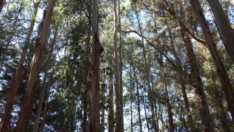 Upward-tilt-from-shadow-to-sunlight-falling-onto-gently-swaying-eucalyptus-trees---Banks-Peninsula