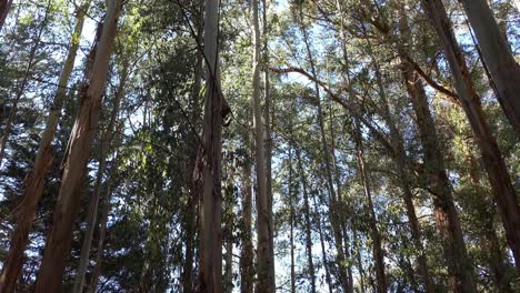 inclinación hacia arriba de la sombra a la luz del sol cayendo sobre los árboles de eucalipto que se balancean suavemente - península de los bancos