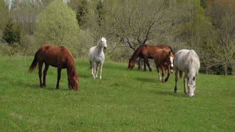 Wild-horses-graze-in-a-green-meadow-in-spring