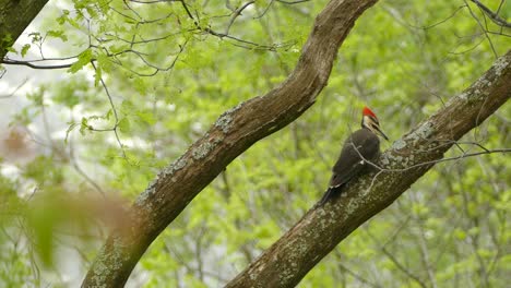 pileated woodpecker climbing on tree branches in forest looking for bugs to eat