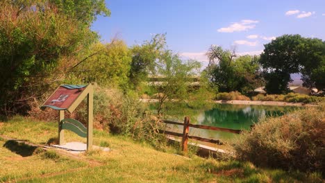 summer pond serenity in the nevada wetlands