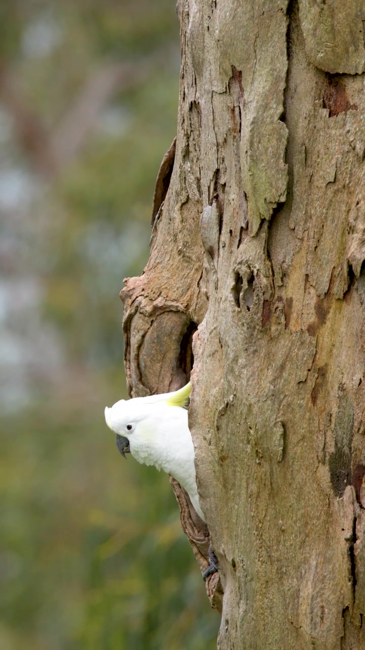 Wild cockatoo emerges from a eucalyptus tree hollow in Mornington Peninsula, Australia.