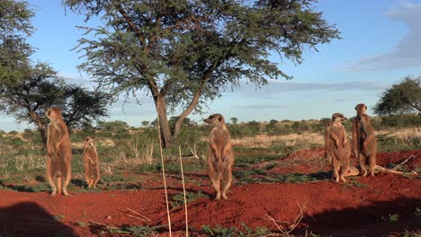 Calm-setting-as-a-close-family-of-Meerkats-Stands-together-basking-in-the-Morning-Sun,-Southern-Kalahari-Desert-in-Africa