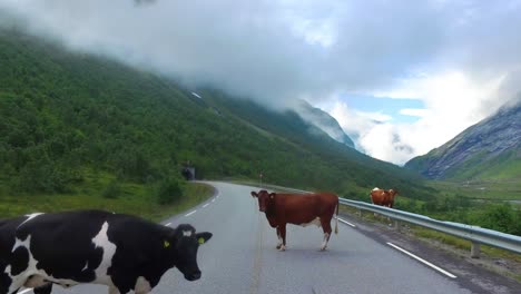 driving a car on a road in norway. cows blocked the way for traffic.