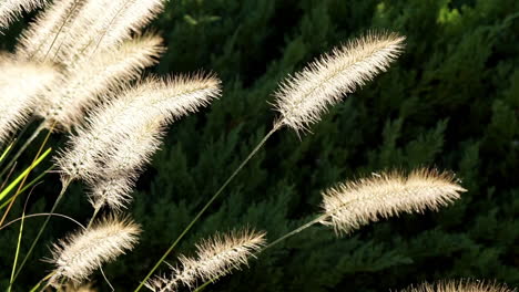 close-up grass seed plumes, backlit by sun