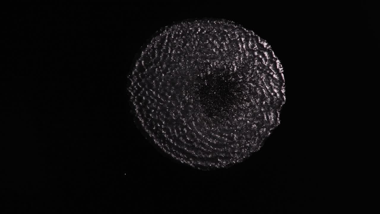 shimmer shimmer 작은 방패, 우리를 눈부시게 해