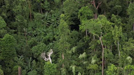 selva tropical de montaña aérea equipo de conservación árboles belleza remota