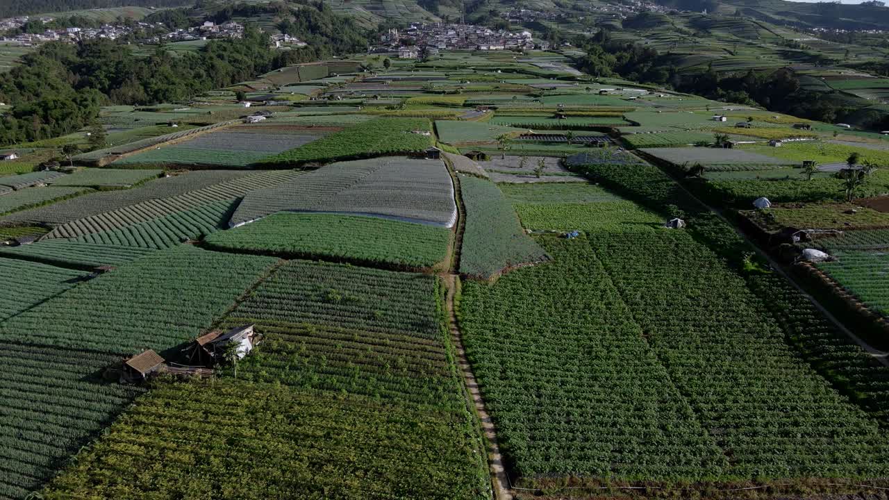 Vegetable plantation on the slope of Mount, Indonesia