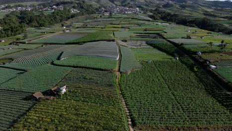 인도네시아 마운트 산 기?? 에 있는 채소 농장