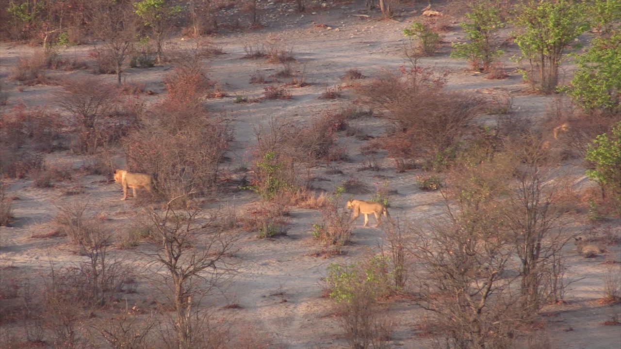 두 마리의 사자가 마른 숲 지대를 뒤따라 걷고 있습니다.